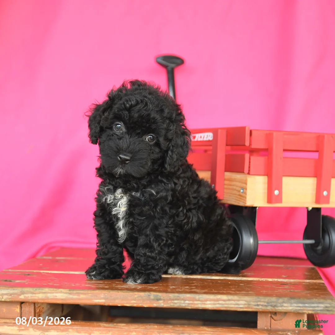 Miniature Poodle dogs for sale: Kenzie - Ad 2