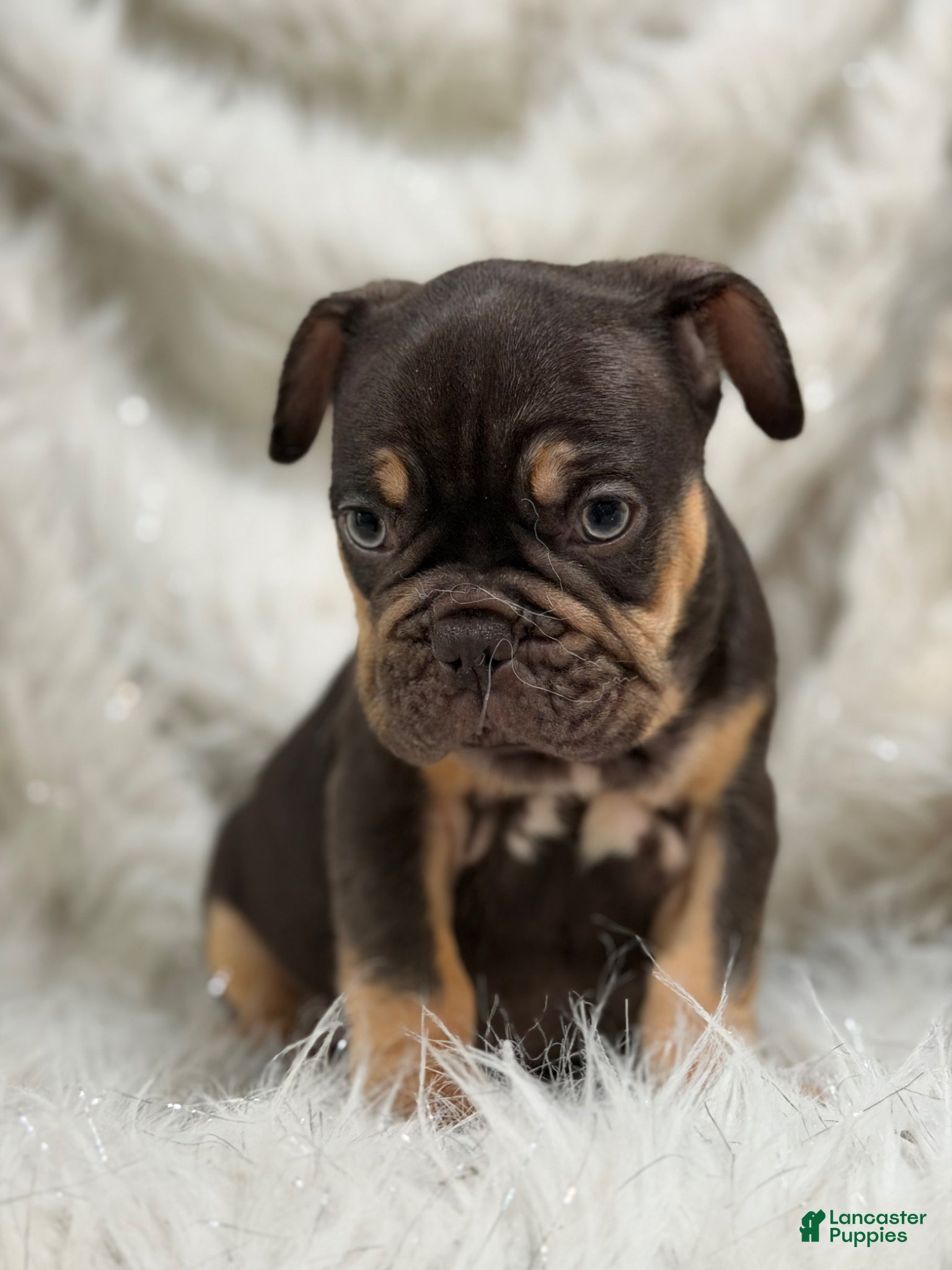 French Bulldog dogs French Bulldog Puppies  - Ad 2