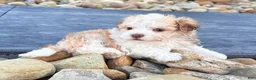 Havanese dogs for sale: Geno - Ad 1
