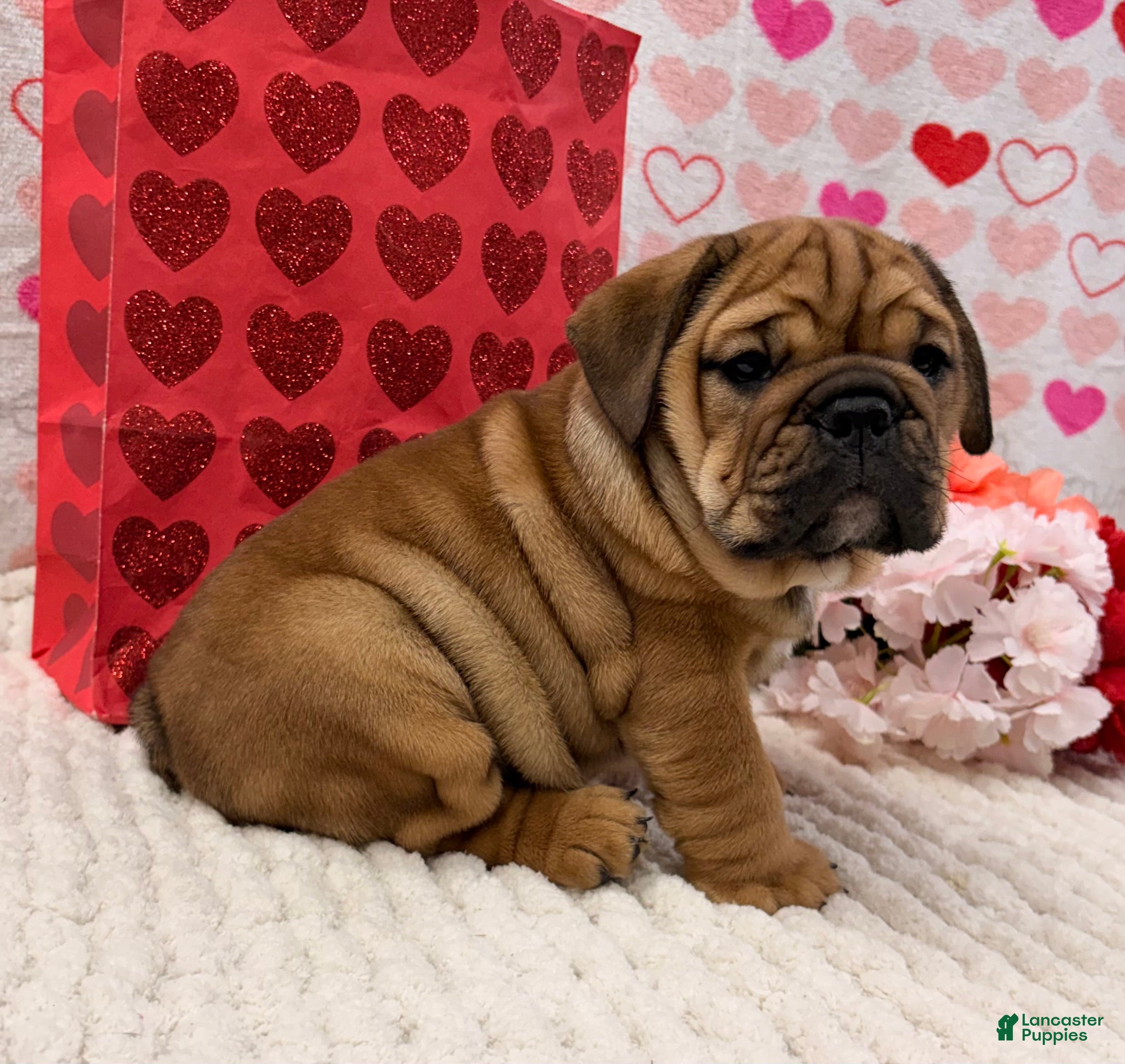 English Bulldog dogs Tara - Ad 5