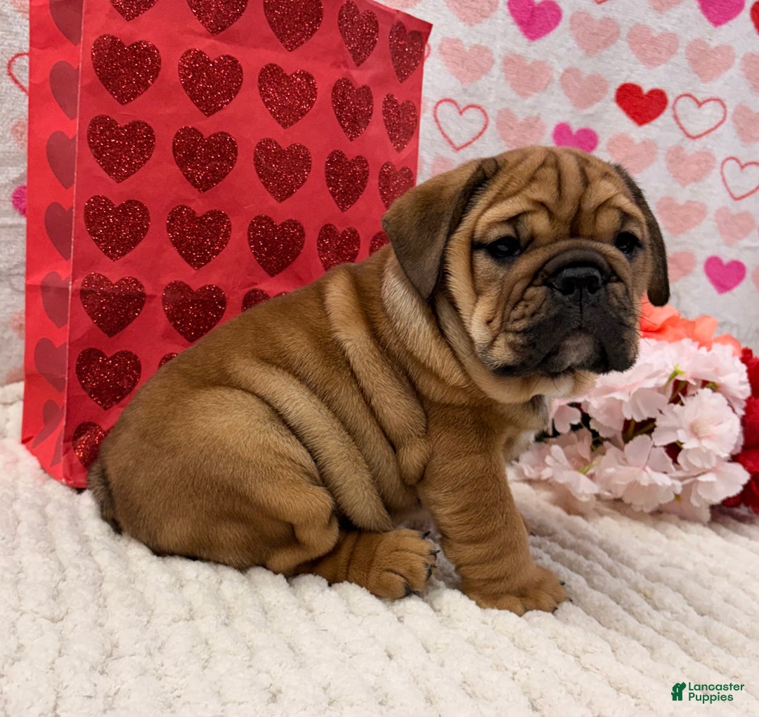 English Bulldog dogs for sale: Tara - Ad 1