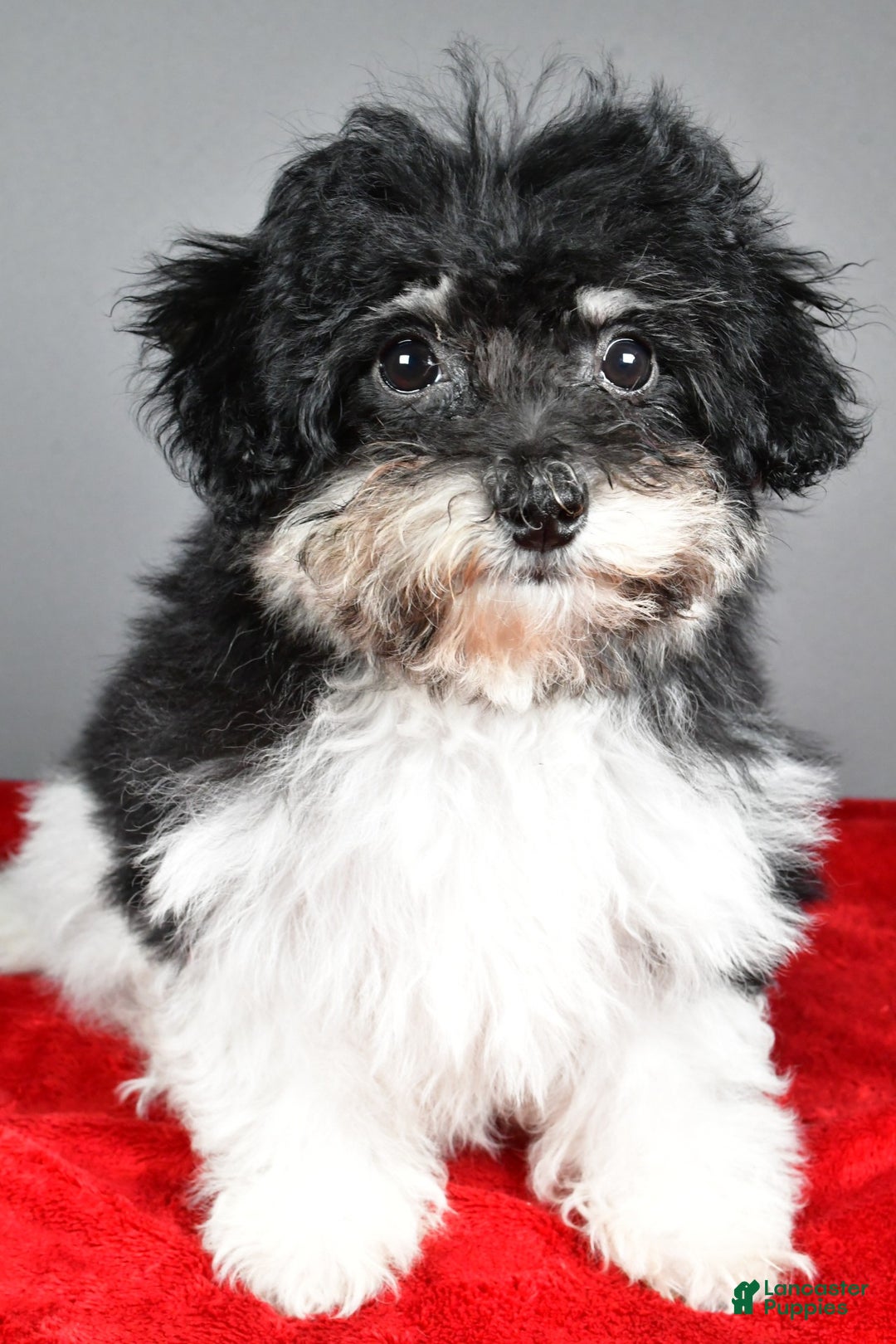 Bichpoo dogs for sale: Bichpoo Puppy 3 - Ad 2