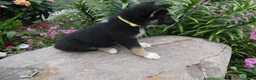 German Shepherd dogs for sale: German Shepherd Brittney 10 - Ad 3