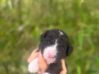 Aussiedoodle dogs Aussiedoodle Puppy 5 - Ad 18