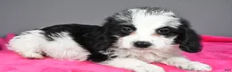 Mixed Breed dogs for sale: Oreo - Ad 5