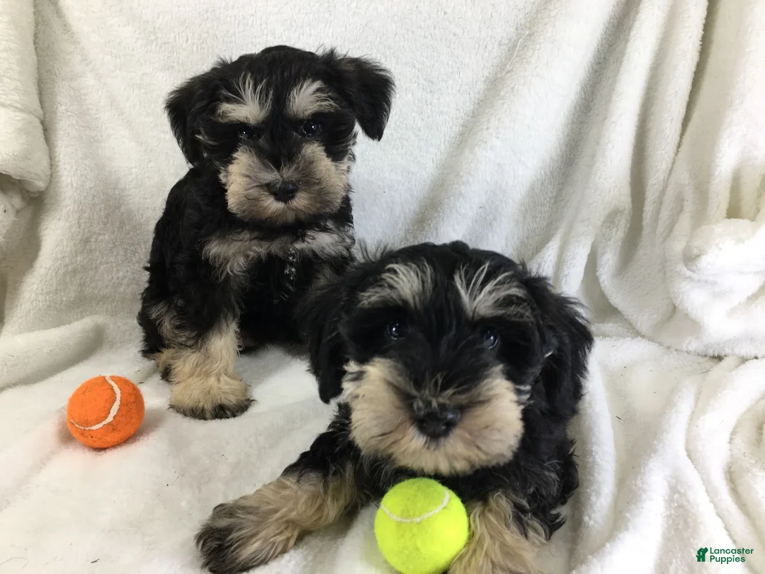 Miniature Schnauzer dogs for sale: Frankfort - Ad 1