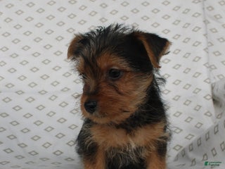 Bichpoo dogs - Ad 41