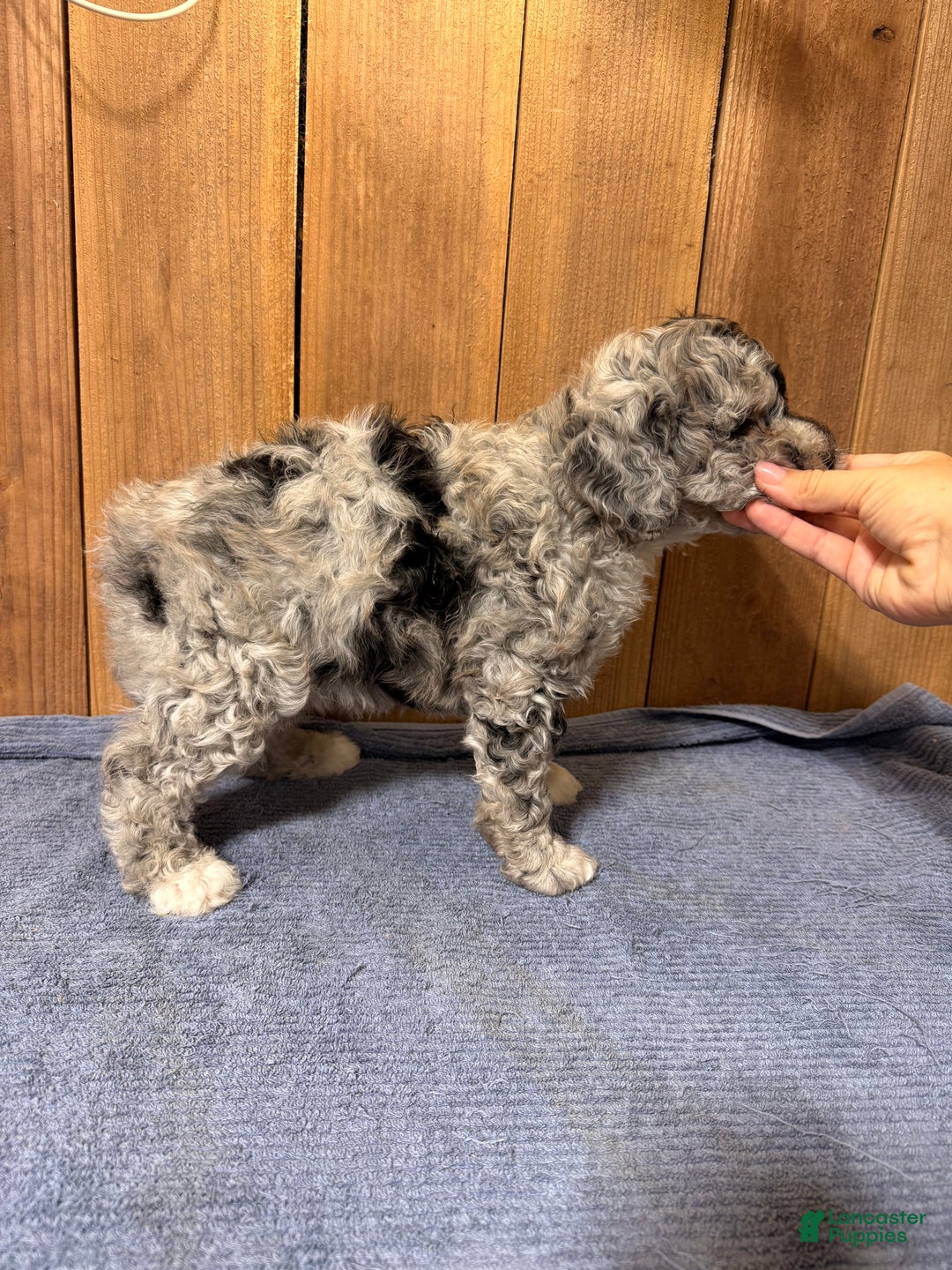 Mixed Breed dogs for sale: Medium F1b Bernedoodle - Savannah - Ad 4