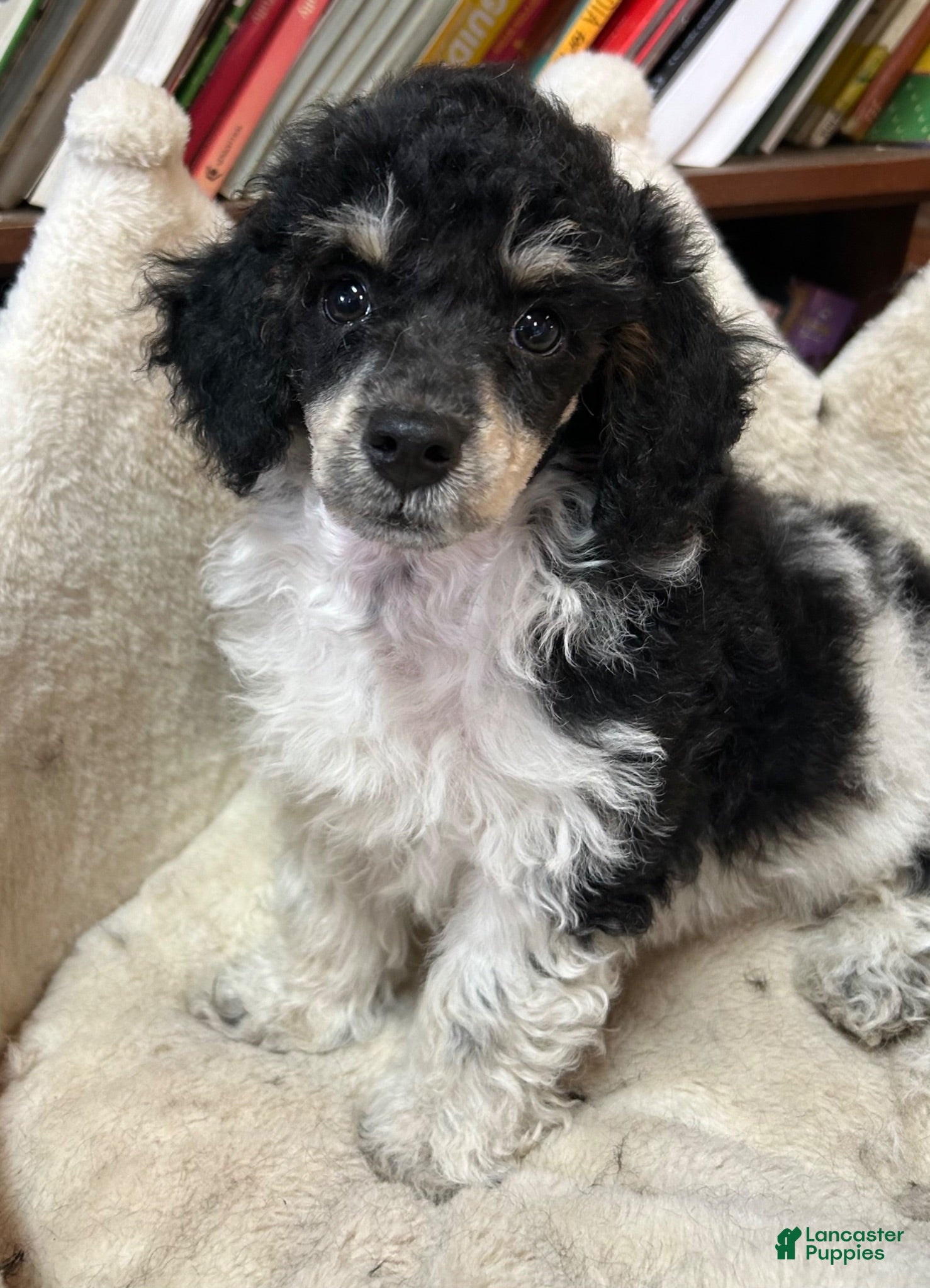 Miniature Poodle dogs Browser - Ad 1