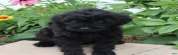 Mini Goldendoodle dogs for sale: Flossie - Ad 4
