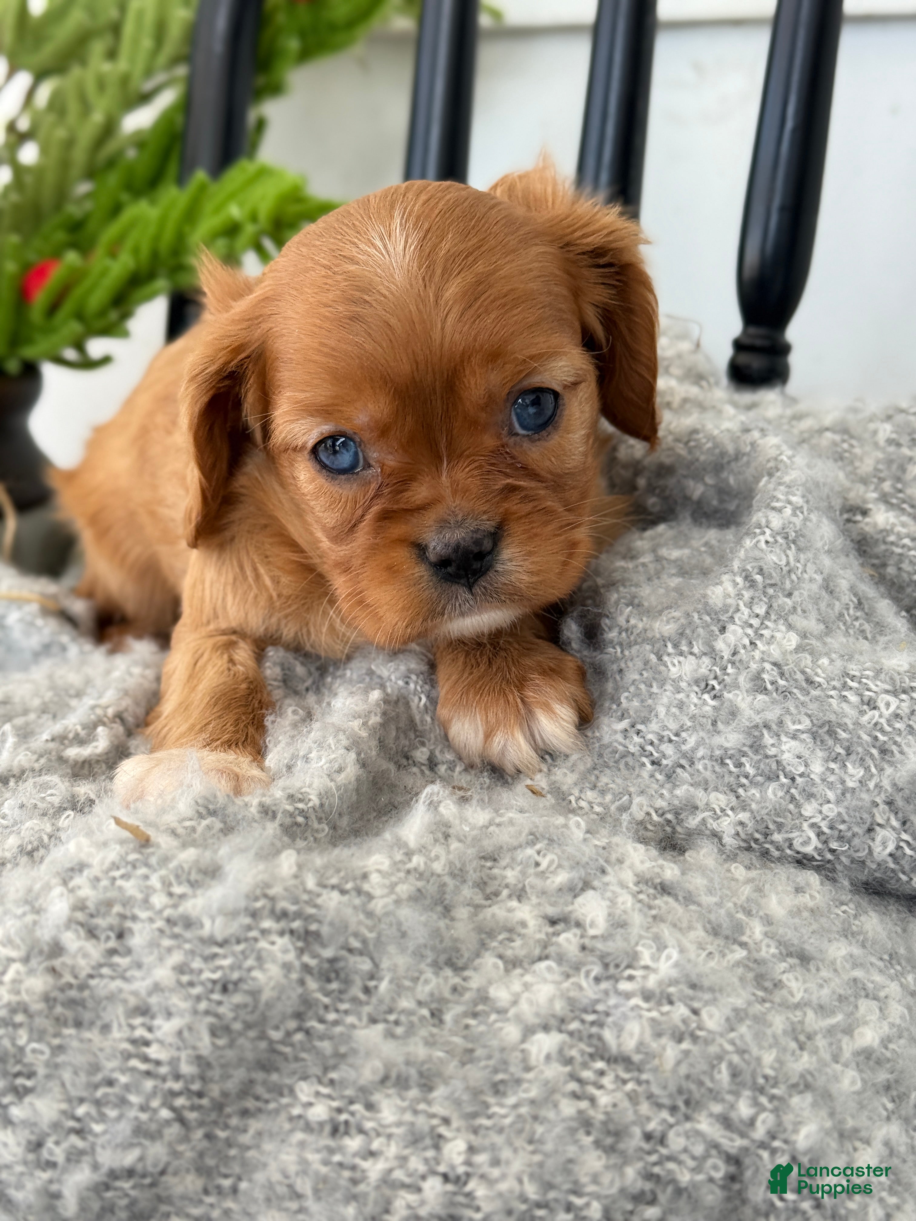 Cavalier King Charles Spaniel dogs Winter - Ad 25