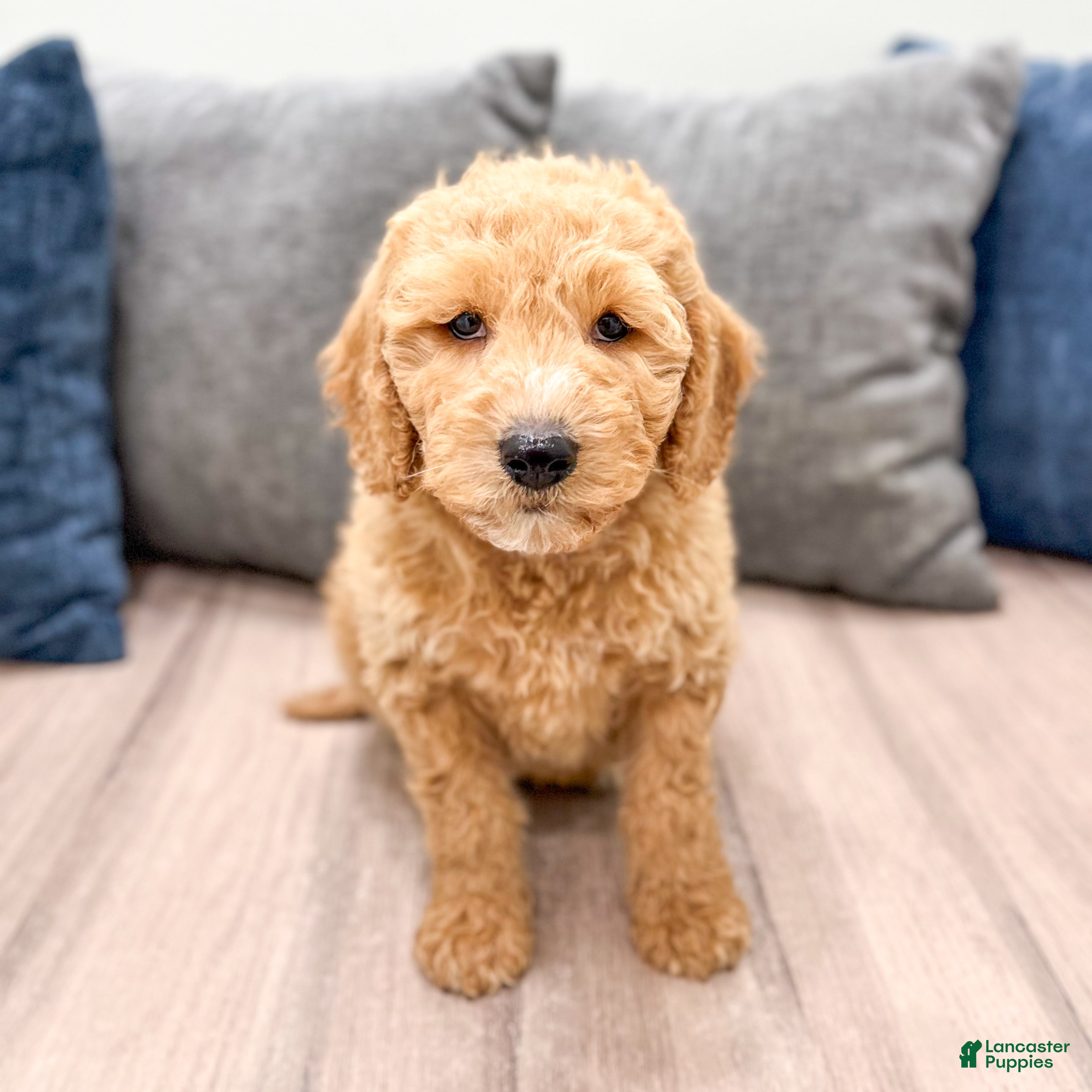 Miniature Labradoodle dogs Karl - Ad 1