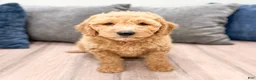 Miniature Labradoodle dogs for sale: Karl - Ad 1