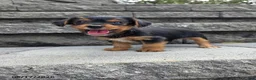 Yorkshire Terrier dogs for sale: Snuffy - Ad 3