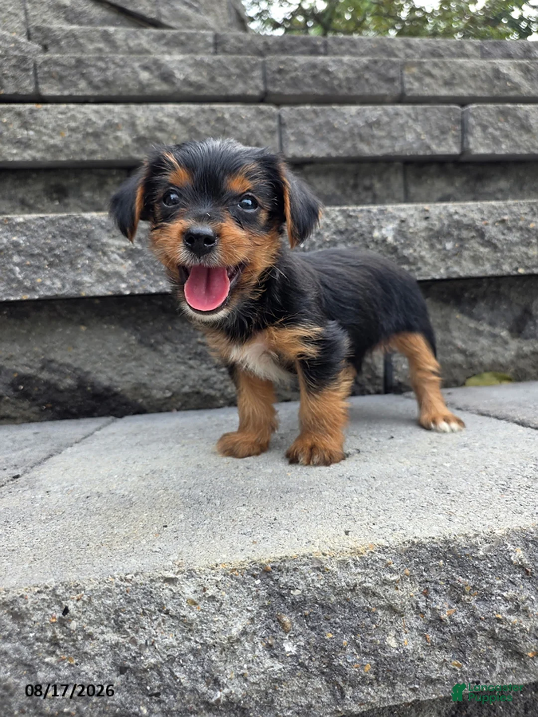 Yorkshire Terrier dogs for sale: Snuffy - Ad 3