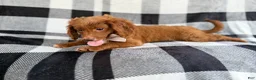 Cavapoo dogs for sale: Royal - Ad 4