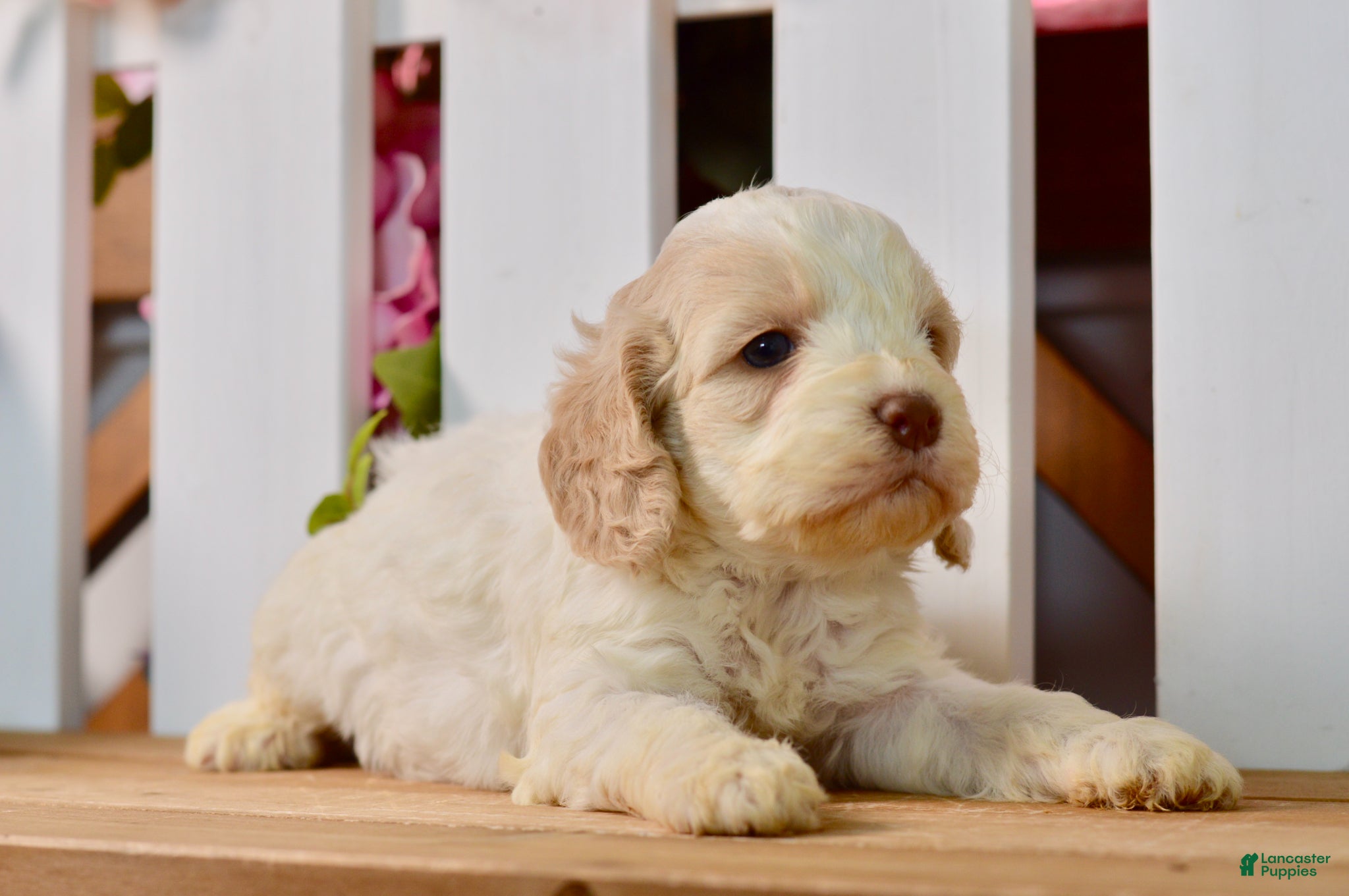 Cockapoo dogs Cora - Ad 2