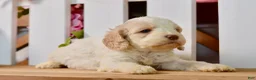 Cockapoo dogs for sale: Cora - Ad 2