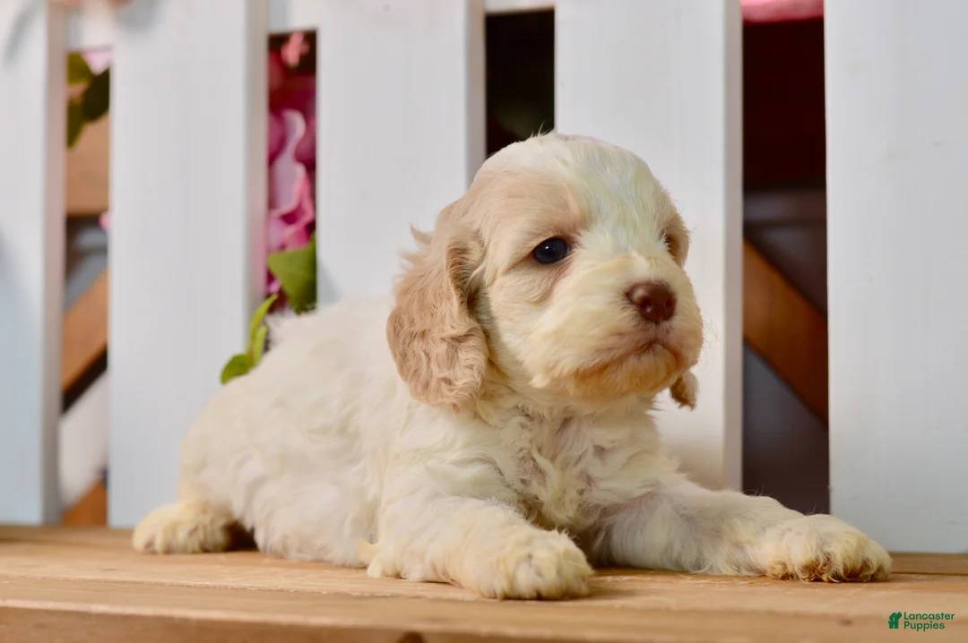 Cockapoo dogs for sale: Cora - Ad 2