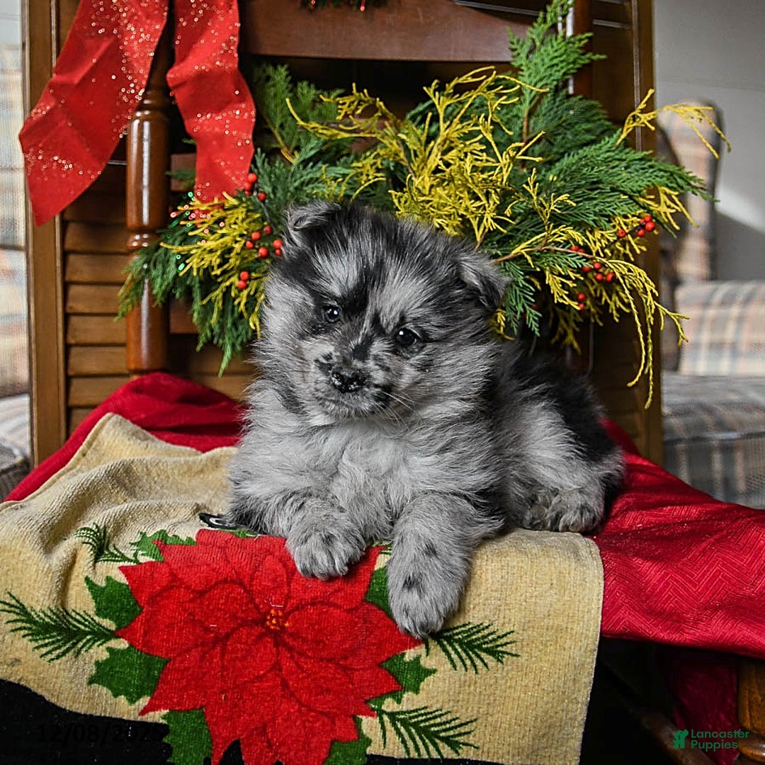 Pomsky dogs for sale: Marley - Ad 2