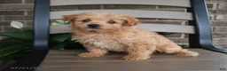 Havapoo dogs for sale: Arlo - Ad 2