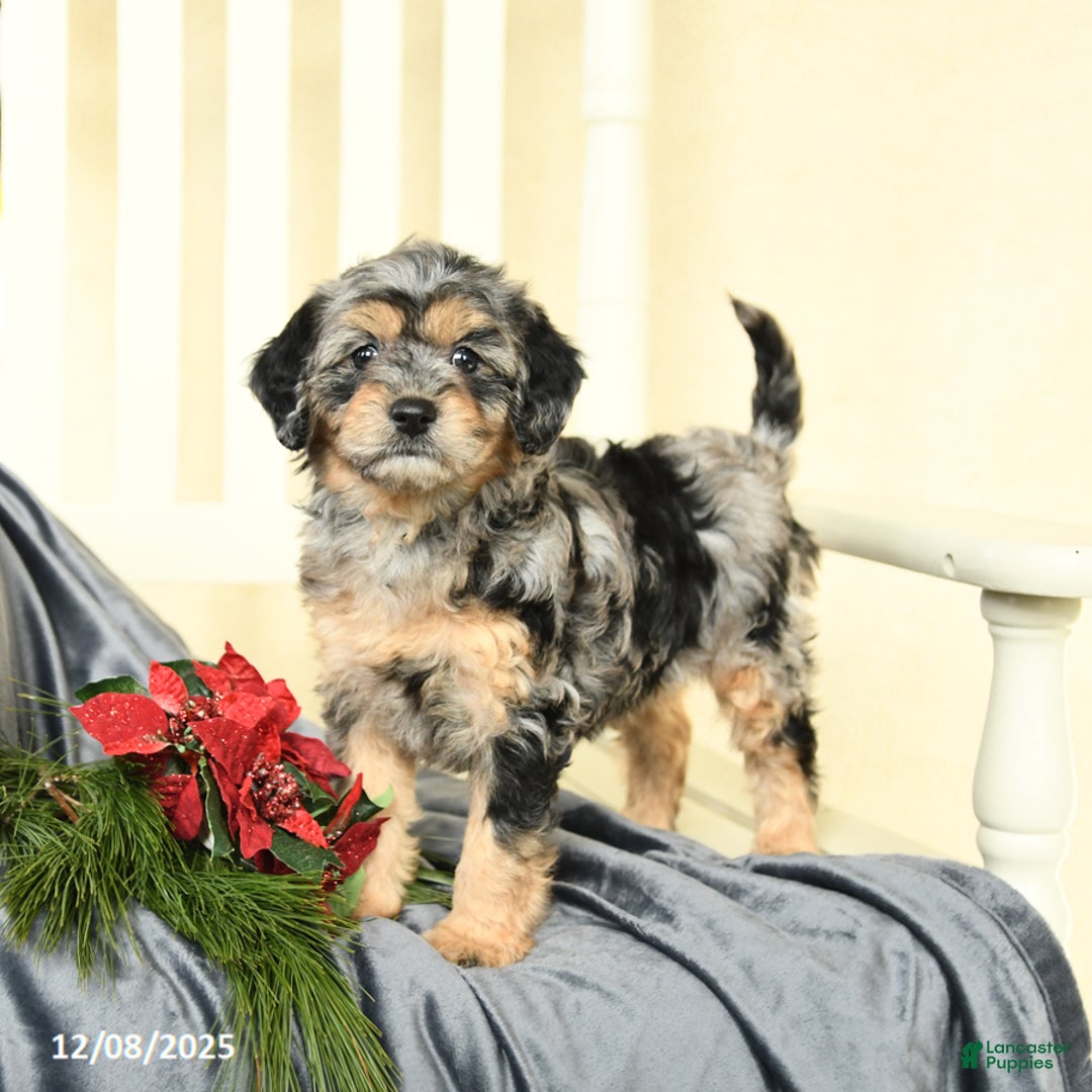 Cavapoo dogs for sale: Remi  - Ad 1