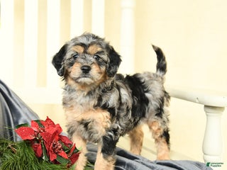 Cavapoo dogs for sale: Remi - Ad 2