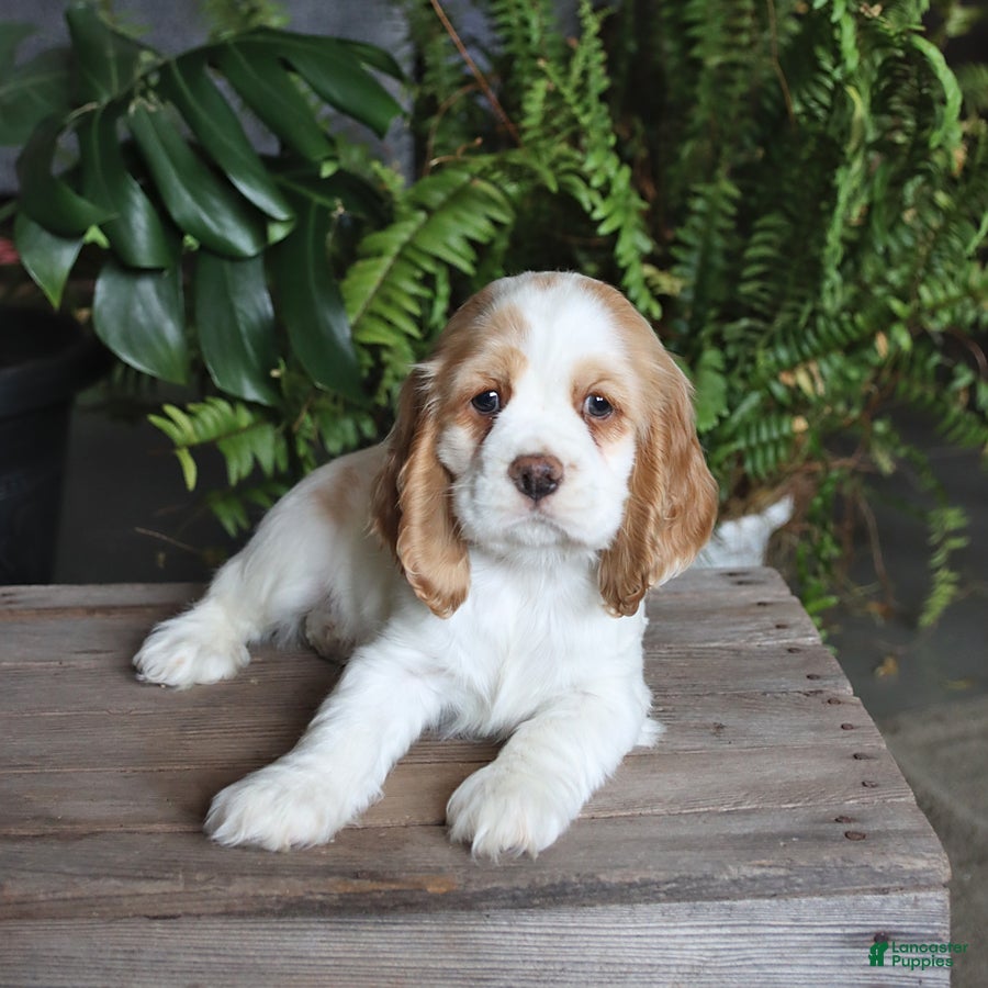 English Cocker Spaniel dogs Petals - Ad 2