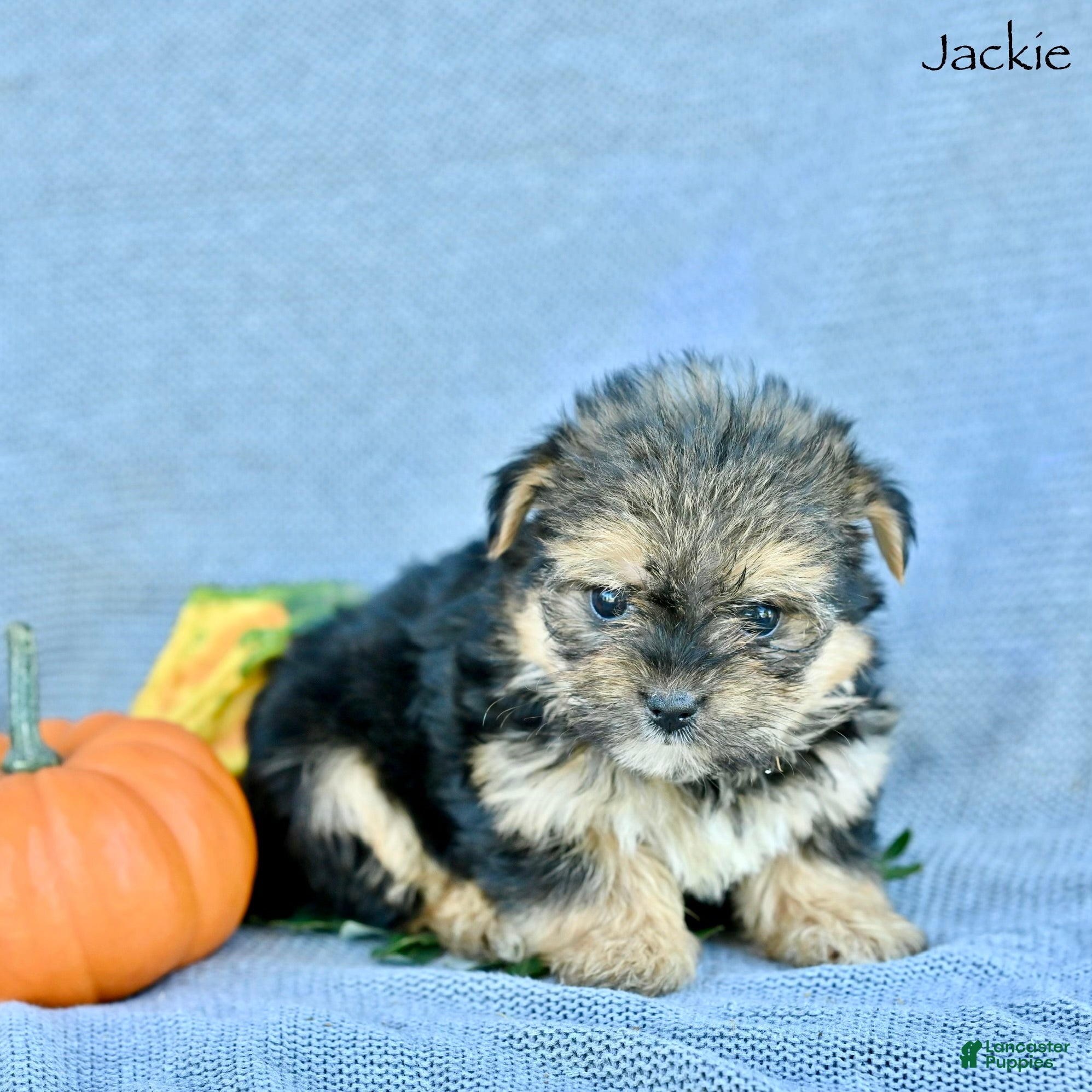 Morkie dogs Jackie - Ad 2