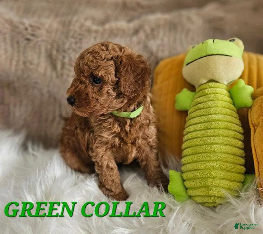 Toy Poodle dogs for sale: Toy Poodle Puppy 2 - Ad 2