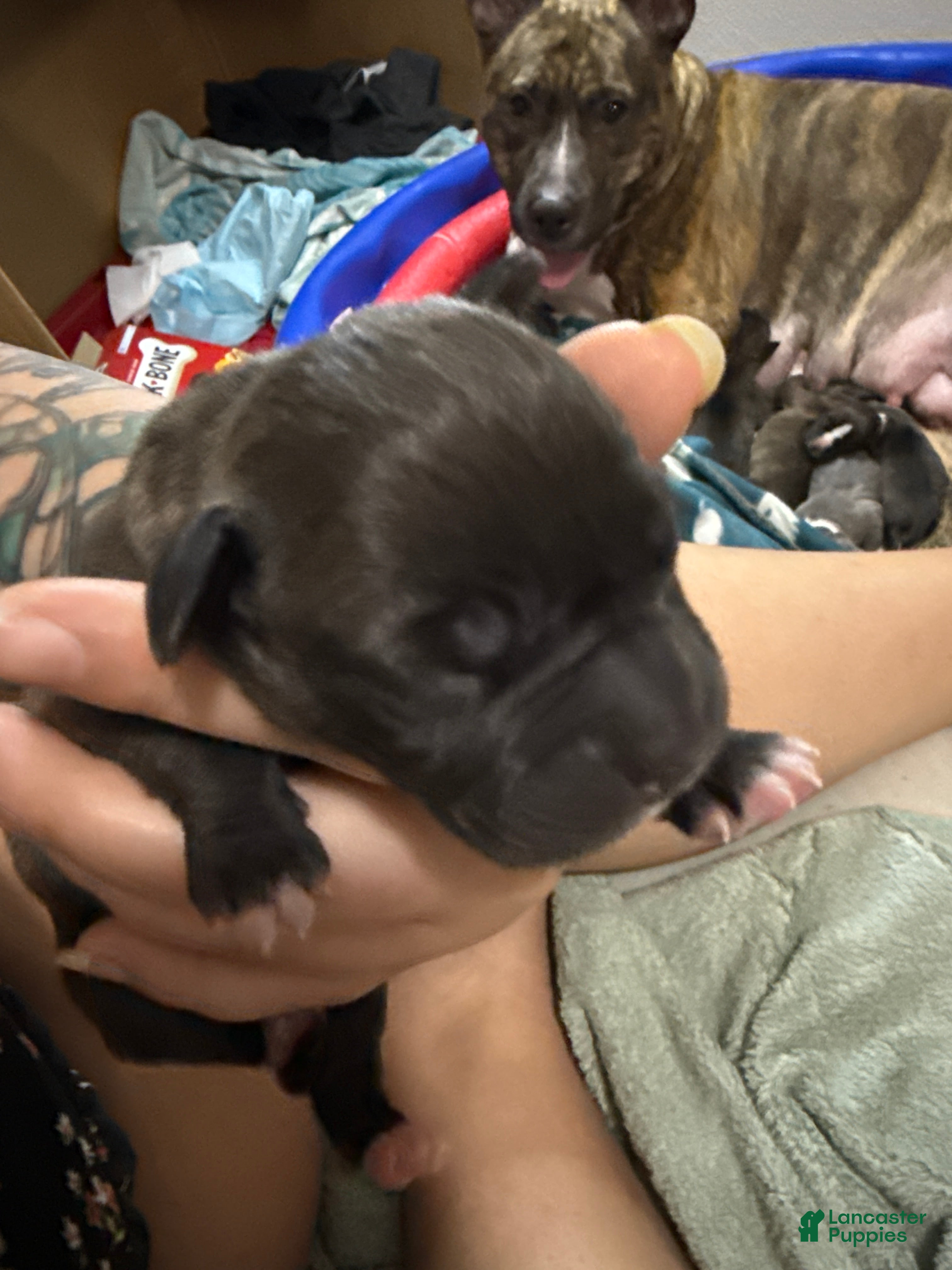 Mixed Breed dogs for sale: Aries - Ad 15