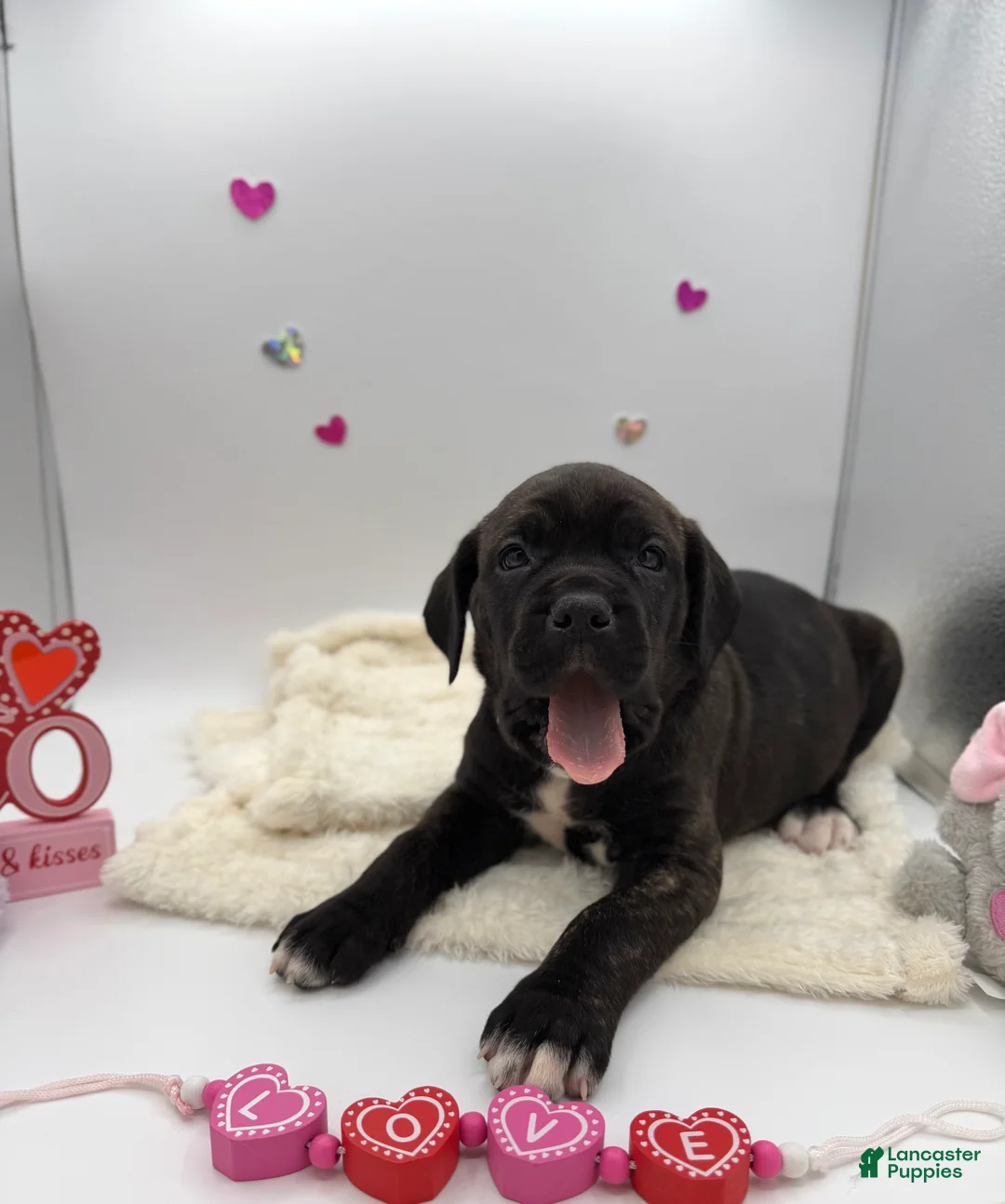 Cane Corso dogs for sale: Cane Corso Puppy 7 - Ad 1
