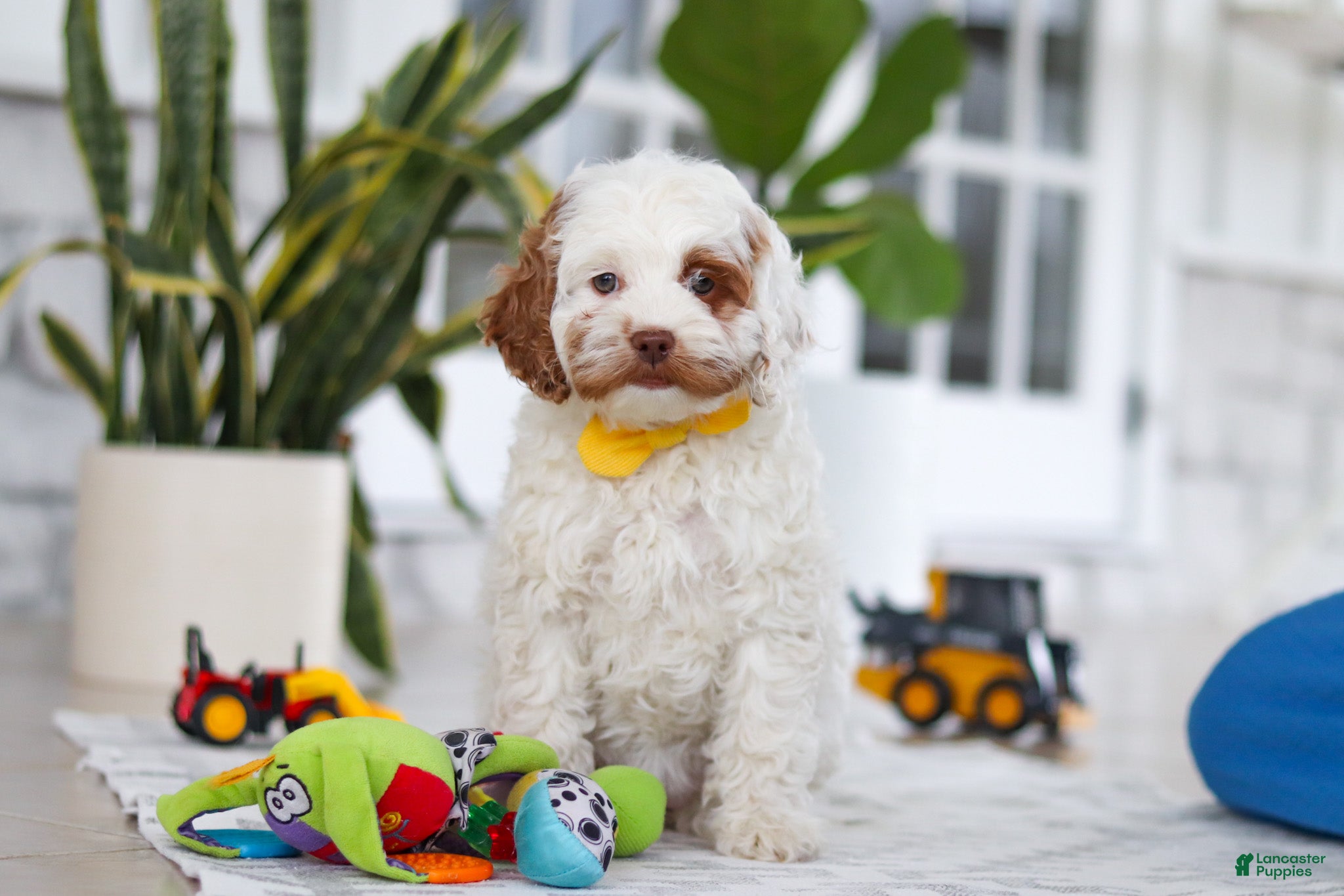 Cockapoo dogs Juniper - Ad 1