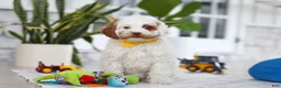 Cockapoo dogs for sale: Juniper - Ad 1