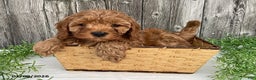 Cavapoo dogs for sale: Tanner - Ad 5