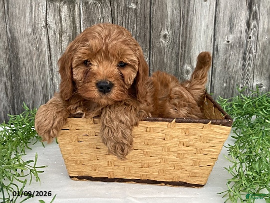 Cavapoo dogs for sale: Tanner - Ad 5