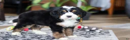 Bernedoodle dogs for sale: Bennet - Ad 5