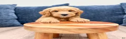 Mini Goldendoodle dogs for sale: Leo - Ad 2