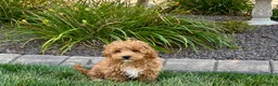 Maltipoo dogs for sale: Maltipoo 2 - Ad 1
