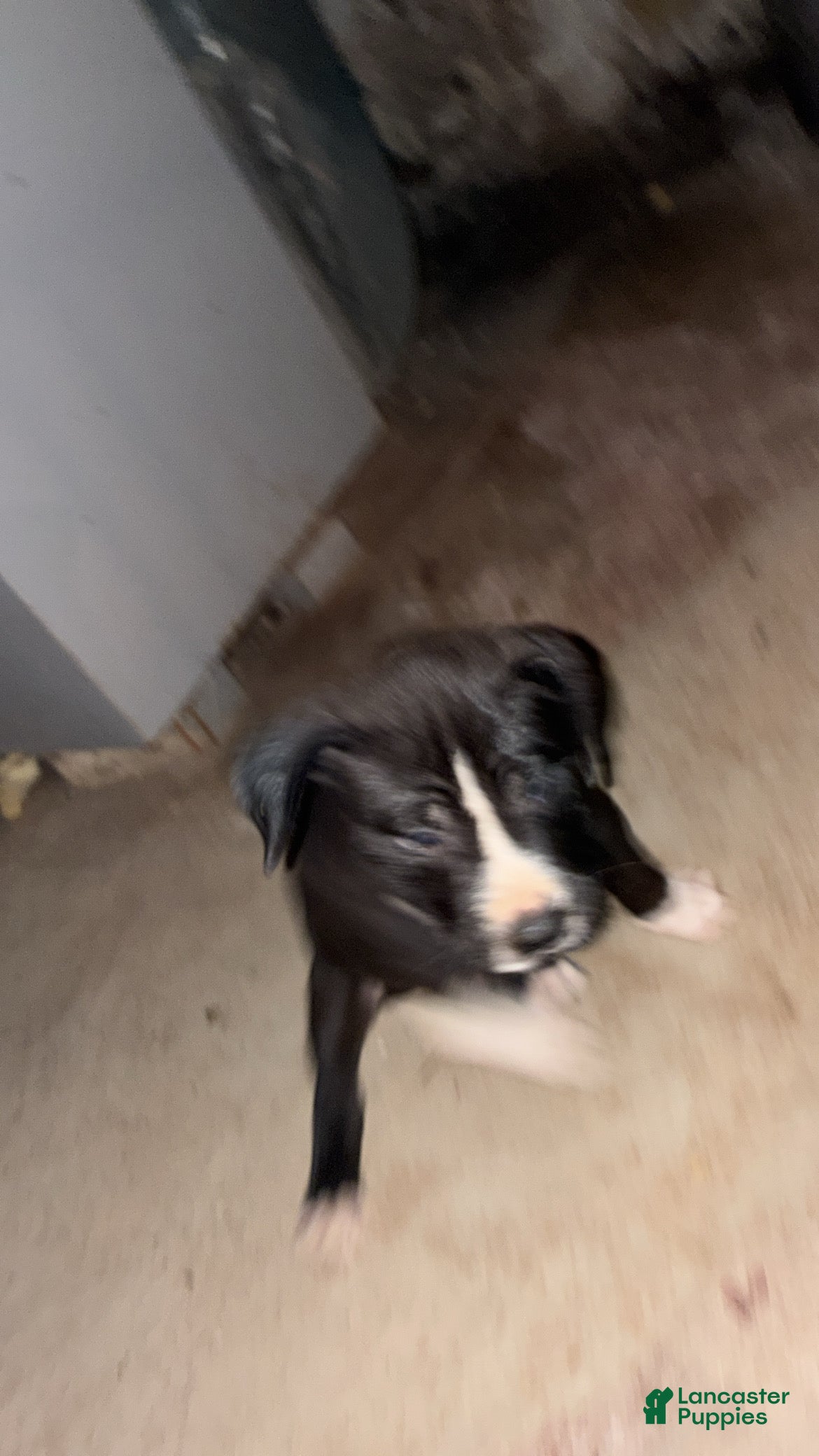 American Pit Bull Terrier dogs Todo - Ad 13