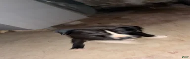 Todo
