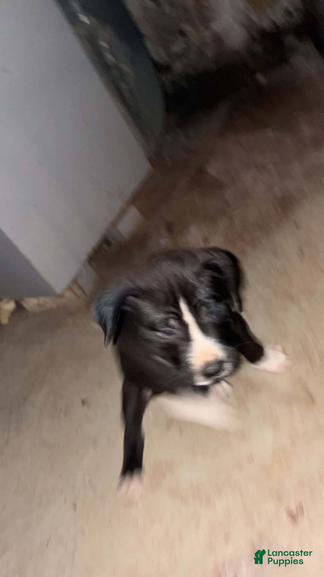 American Pit Bull Terrier dogs for sale: Todo - Ad 1
