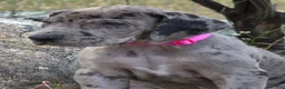 Great Dane dogs for sale: Ewa - Ad 5