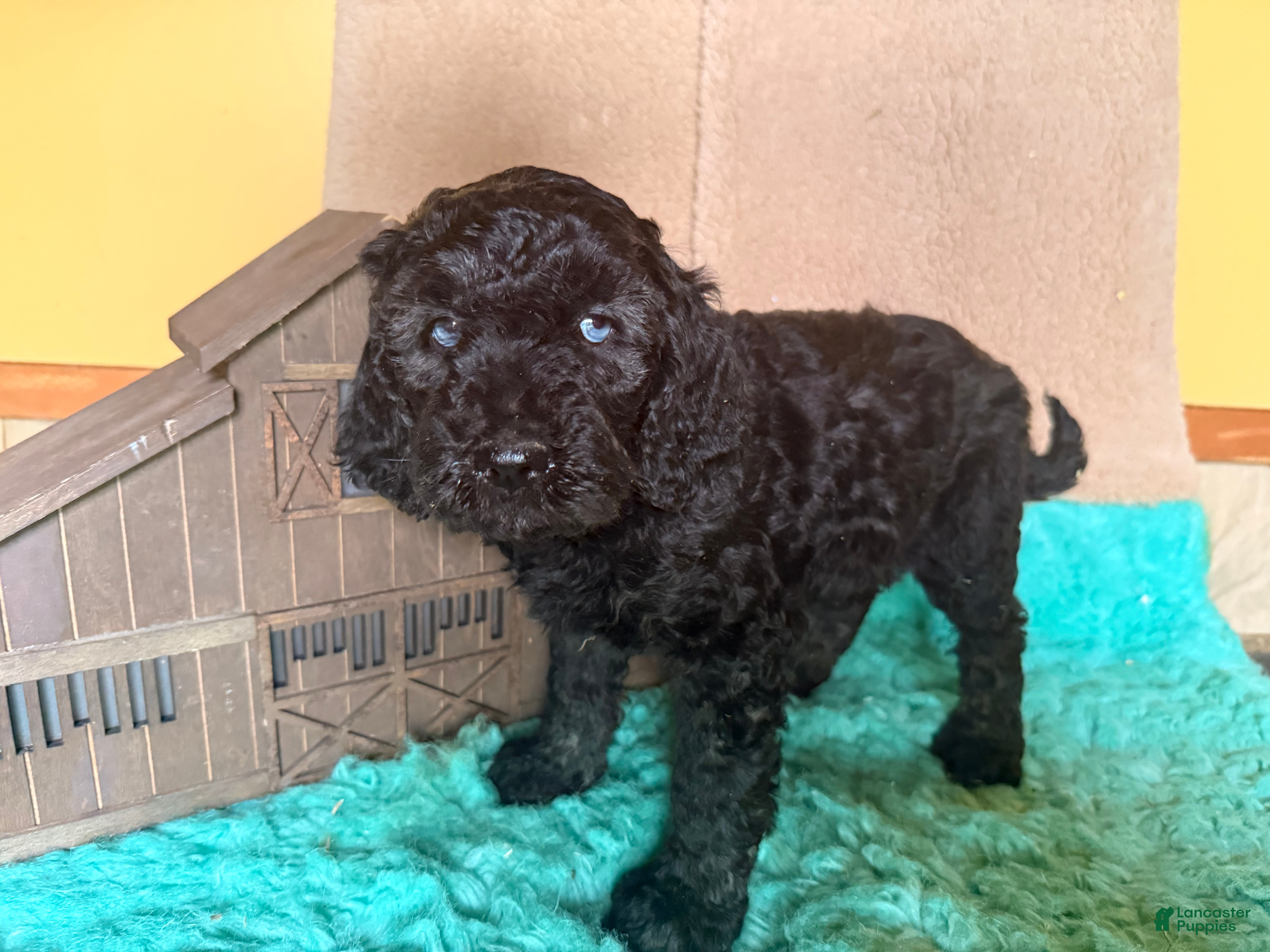 Labradoodle dogs Labradoodle 3 - Ad 2