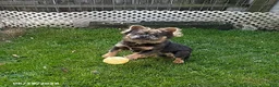 French Bulldog dogs for sale: Dakota Fluffy - Ad 5