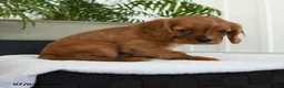 Cavalier King Charles Spaniel dogs for sale: Hector - Ad 3