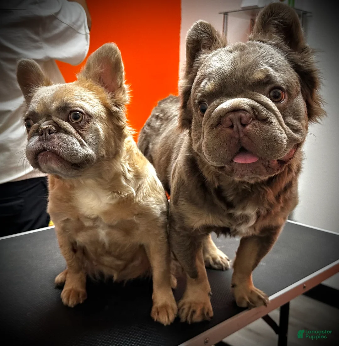 French Bulldog dogs for sale: New Shade Isabella Fawn - Ad 7