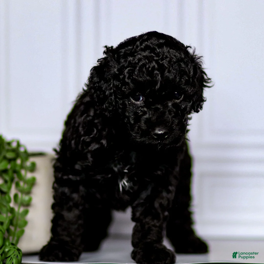 Mini Goldendoodle dogs for sale: Chloe - Ad 2