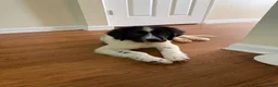 Newfoundland dogs for sale: Lucy  - Ad 2