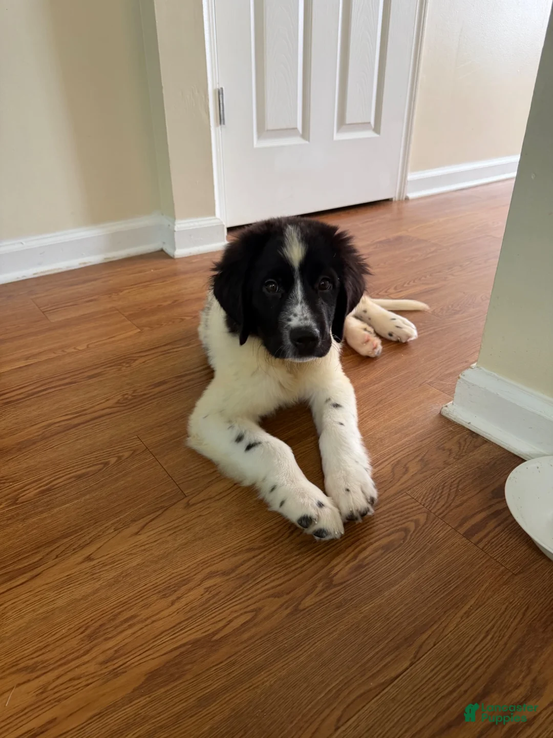 Newfoundland dogs for sale: Lucy  - Ad 2